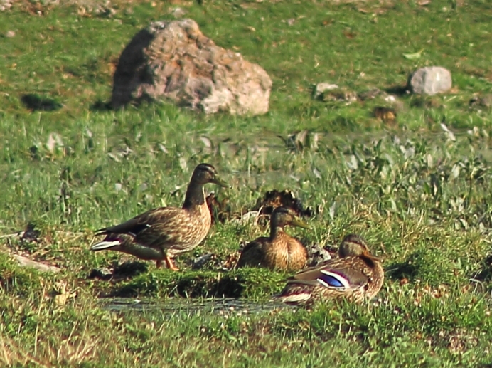 Yeşilbaş