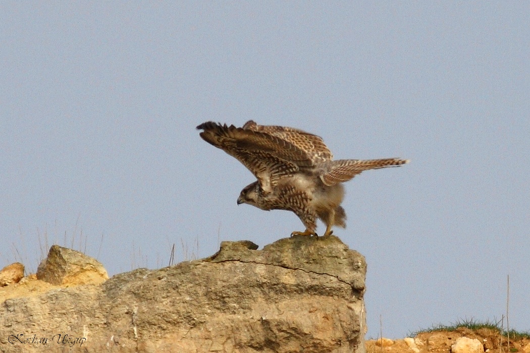 Bıyıklı doğan