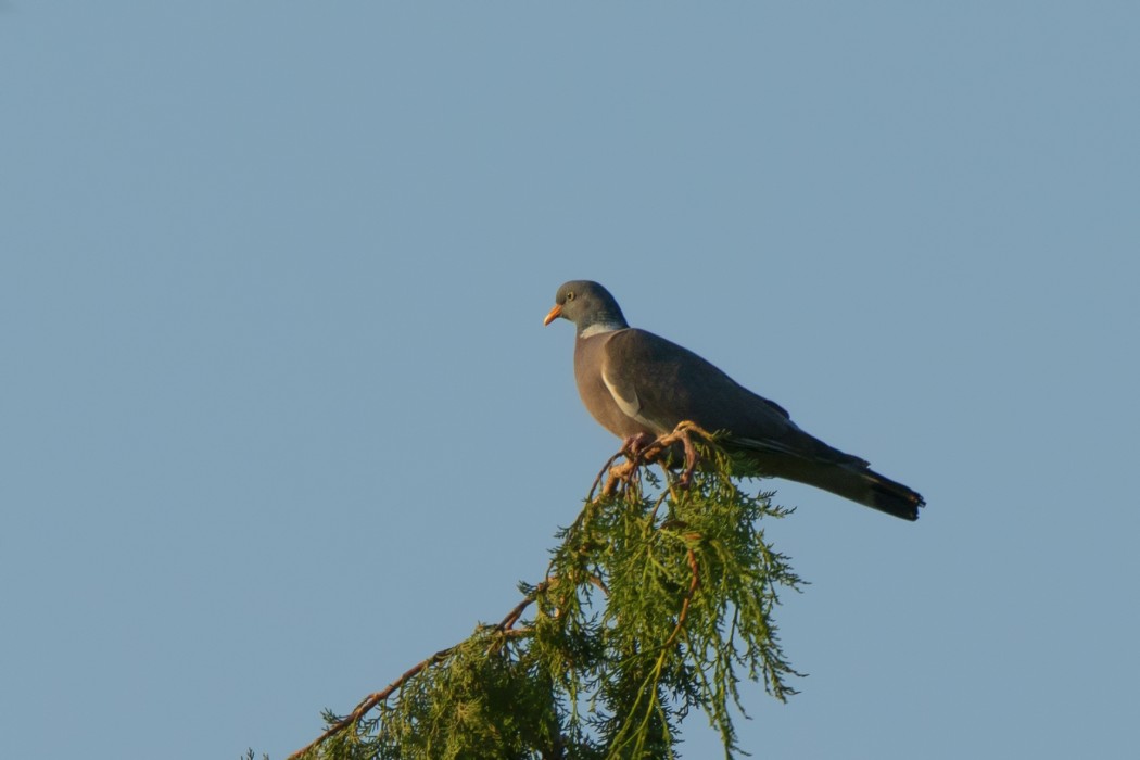 Tahtalı