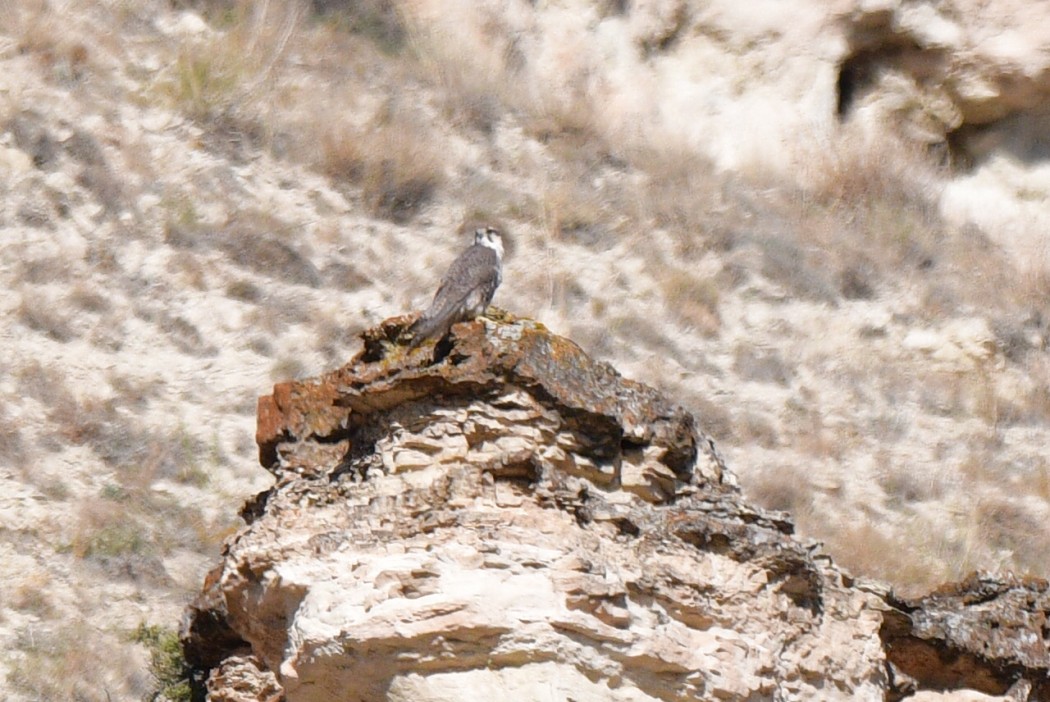 Bıyıklı doğan