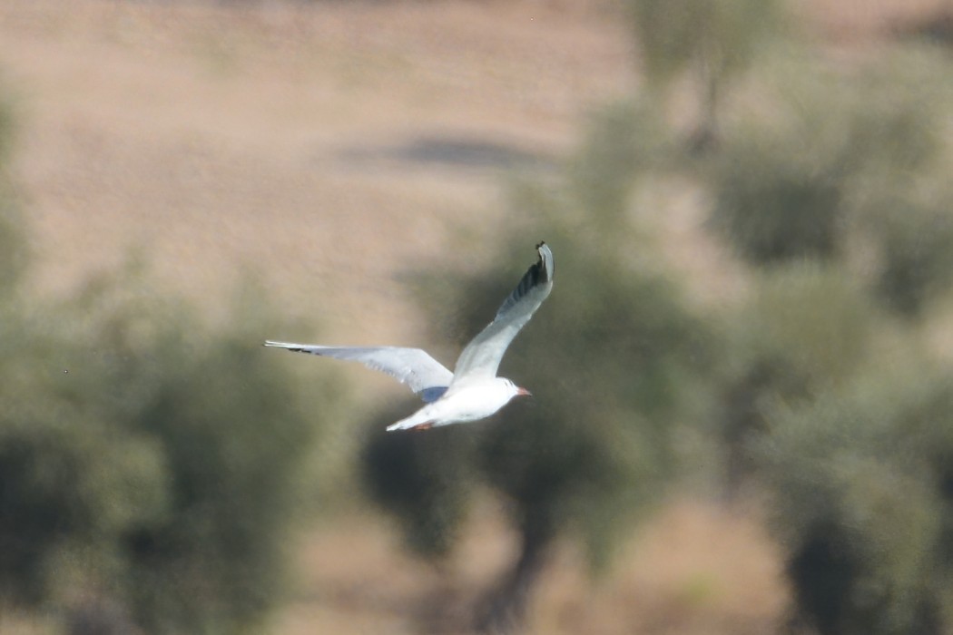 Karabaş martı