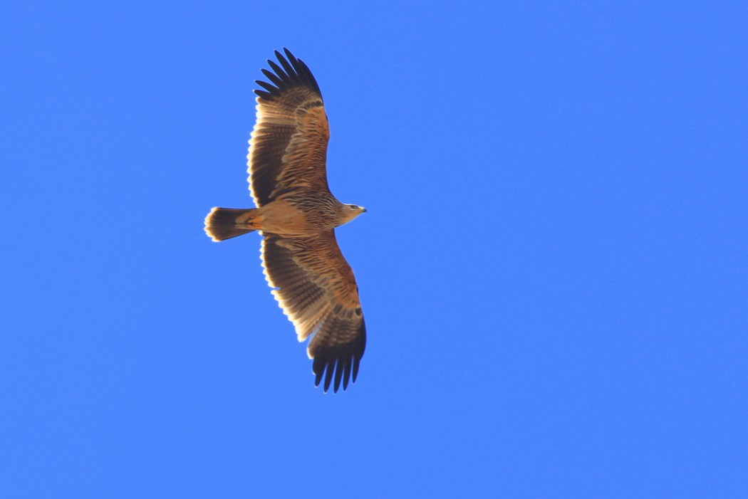 Şah kartal