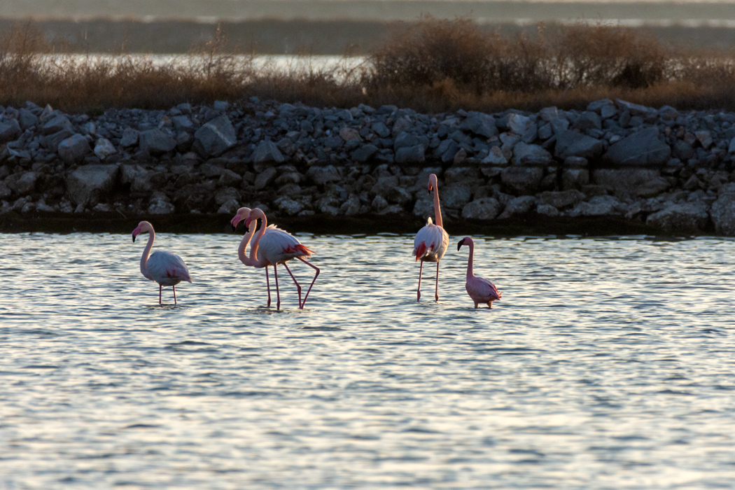 Küçük flamingo