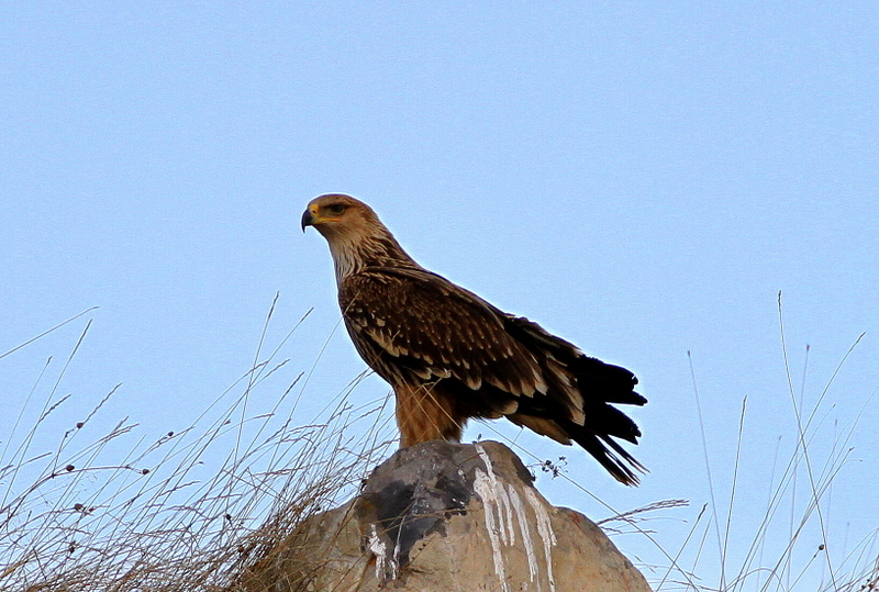 Şah kartal