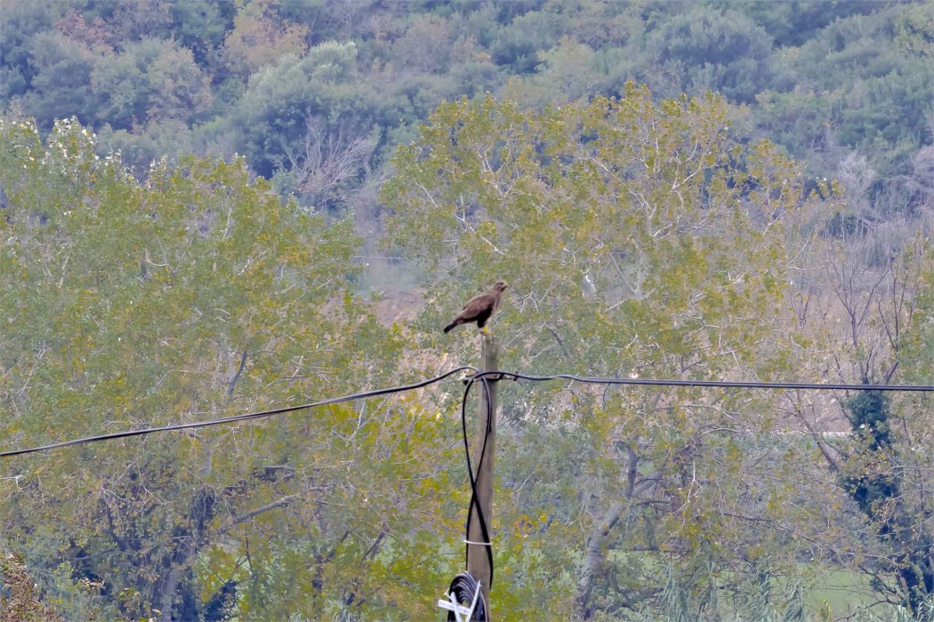 Şahin