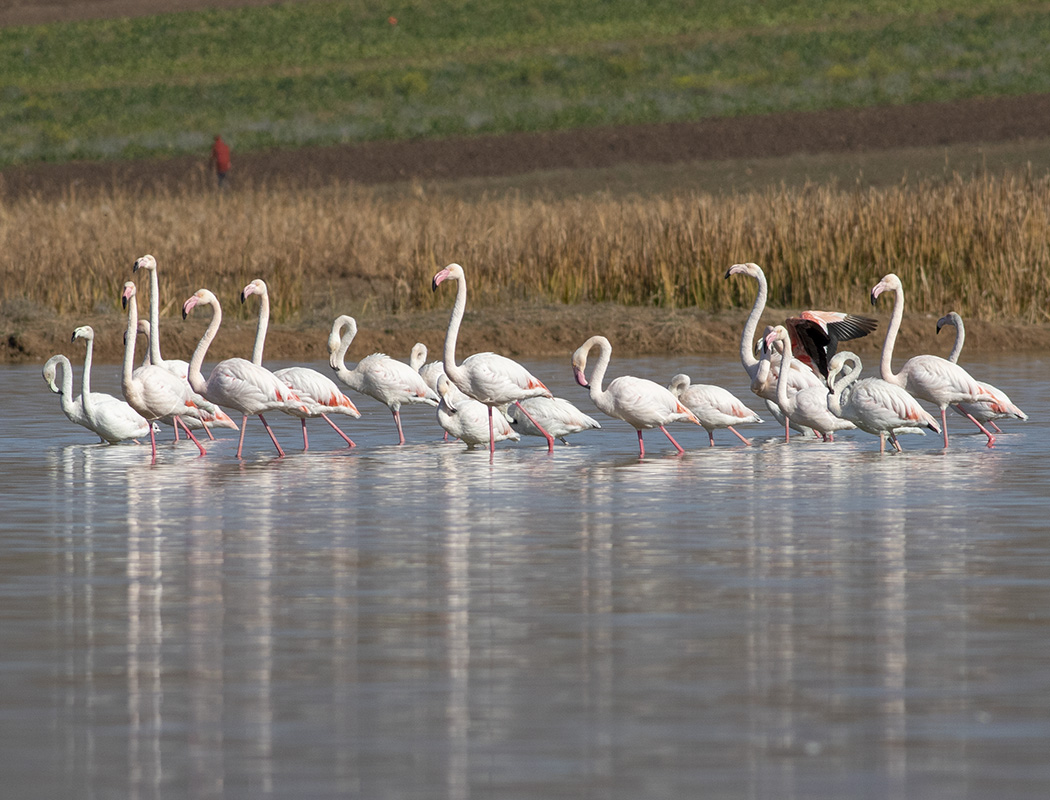 Flamingo