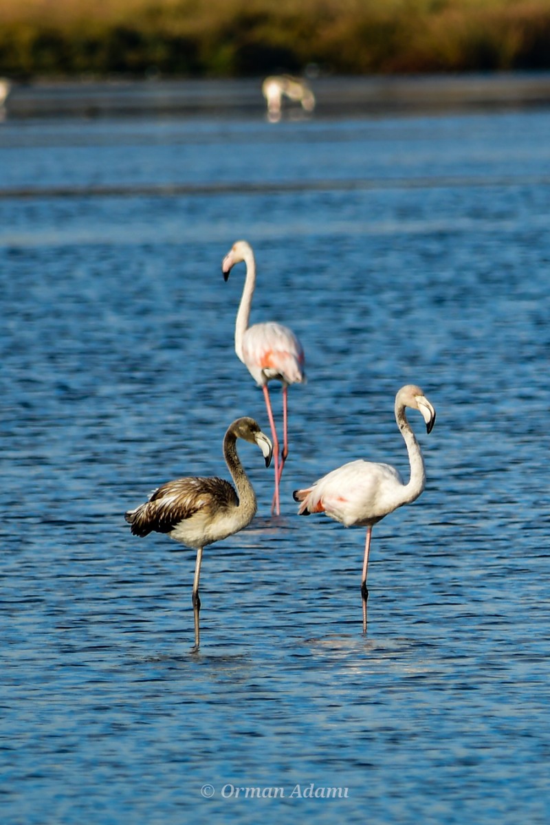 Flamingo