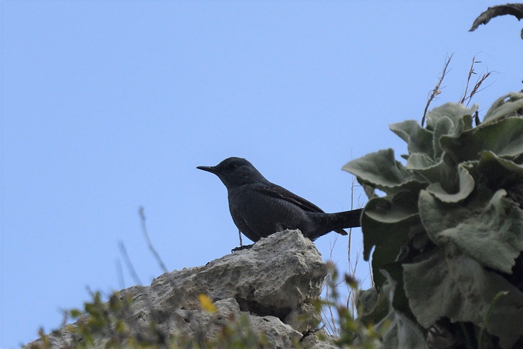 Gökardıç