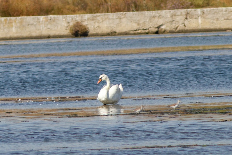 Kuğu