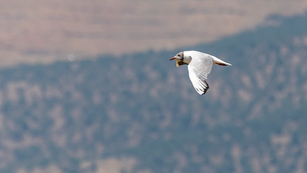 Karabaş martı