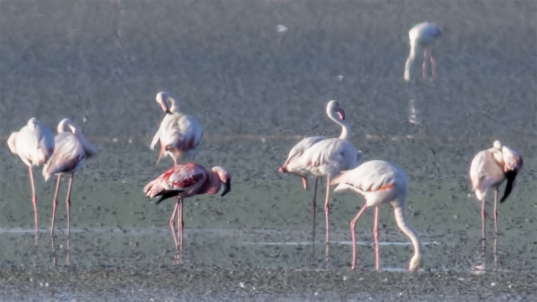 Küçük flamingo