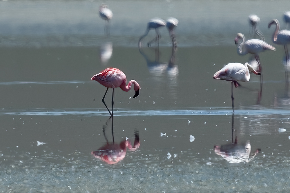 Küçük flamingo