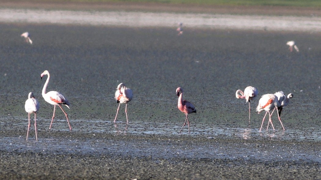 Küçük flamingo