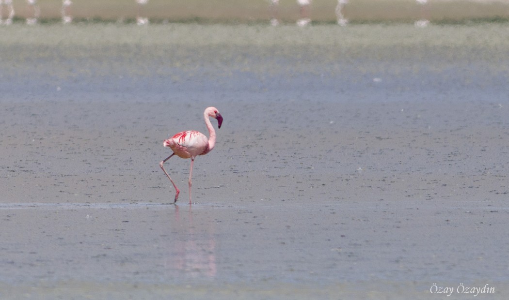 Küçük flamingo