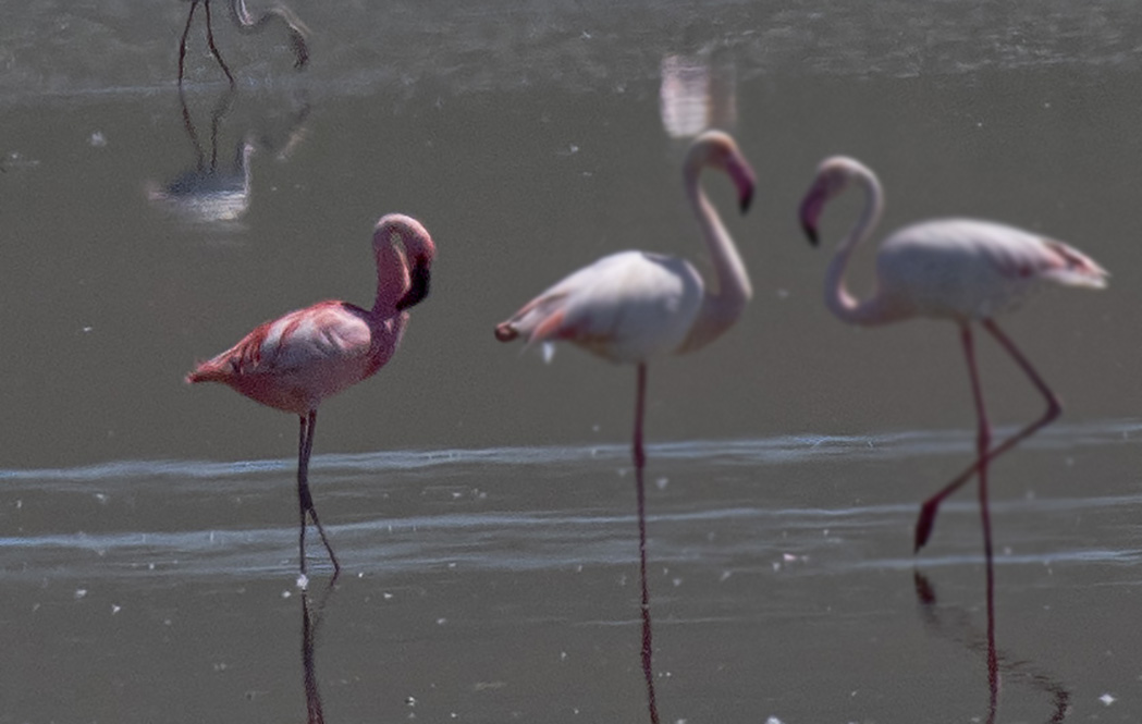 Küçük flamingo