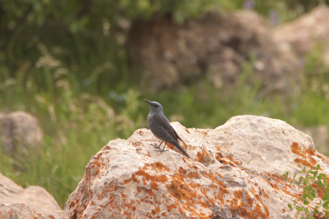 Gökardıç