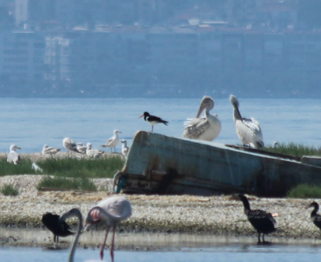 Poyrazkuşu