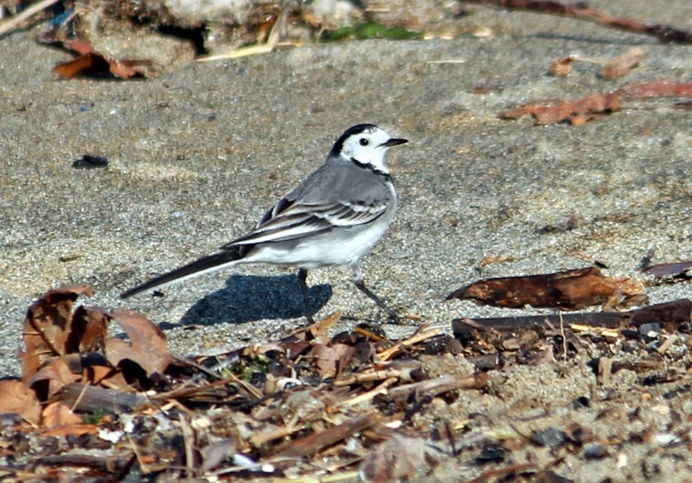 Ak kuyruksallayan