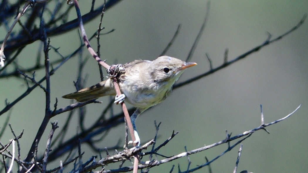 Zeytin mukallidi