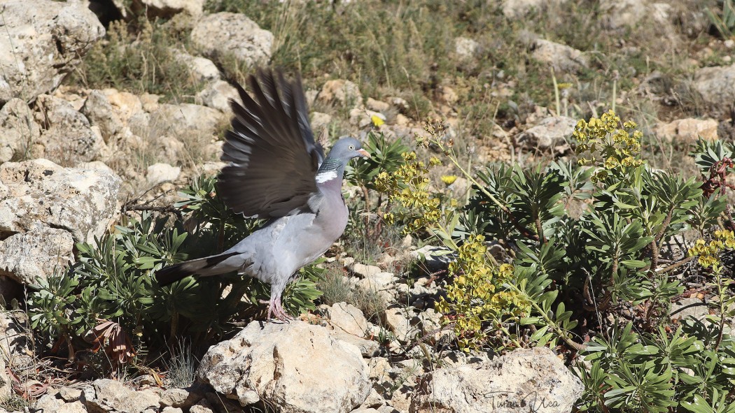 Tahtalı