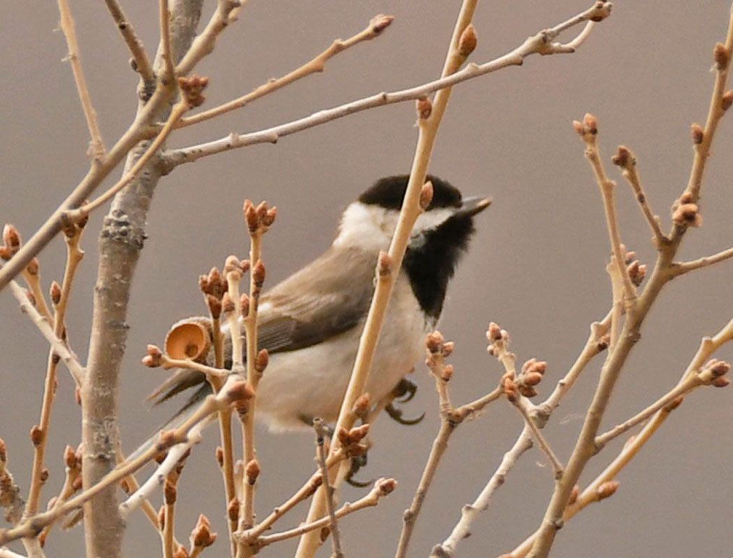 Akyanaklı baştankara