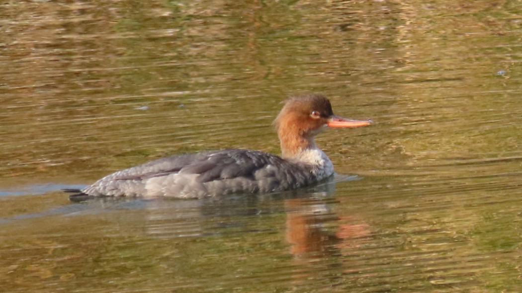 Tarakdiş