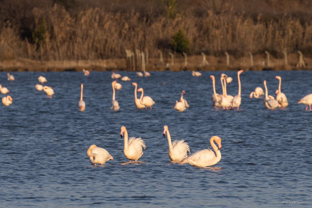 Flamingo