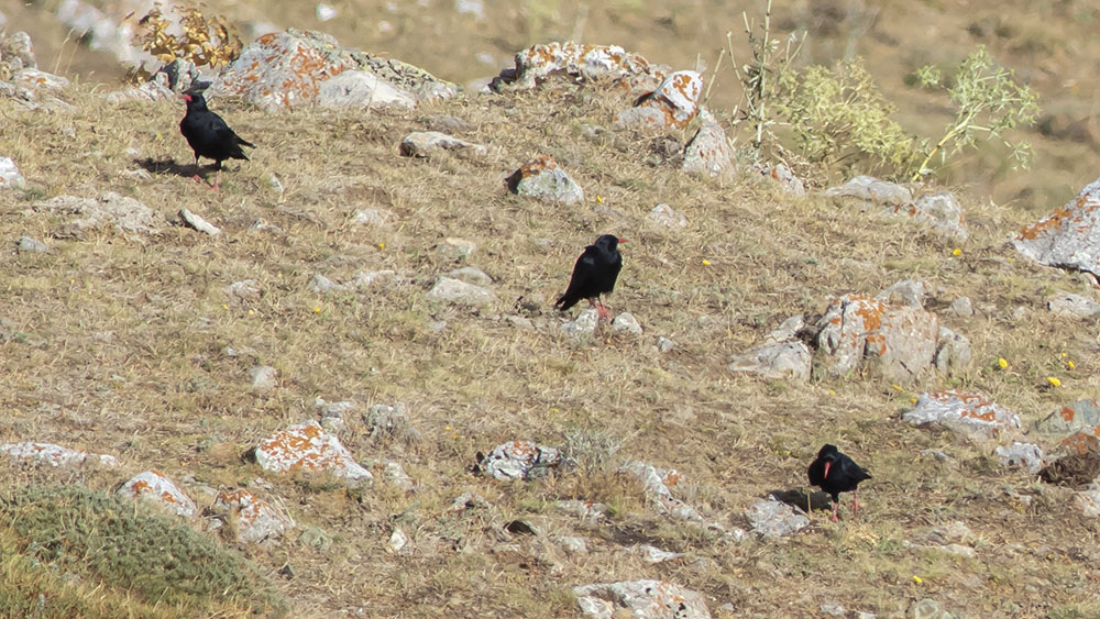 Kırmızıgagalı dağ kargası