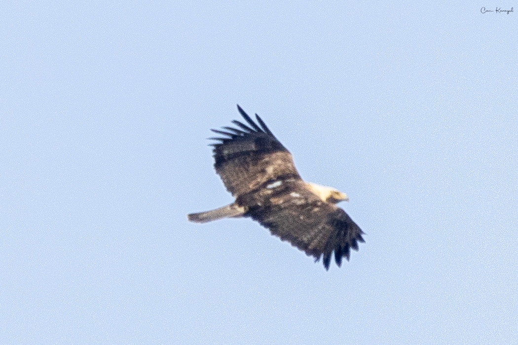 Şah kartal