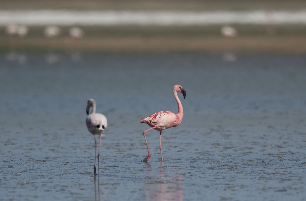 Küçük flamingo