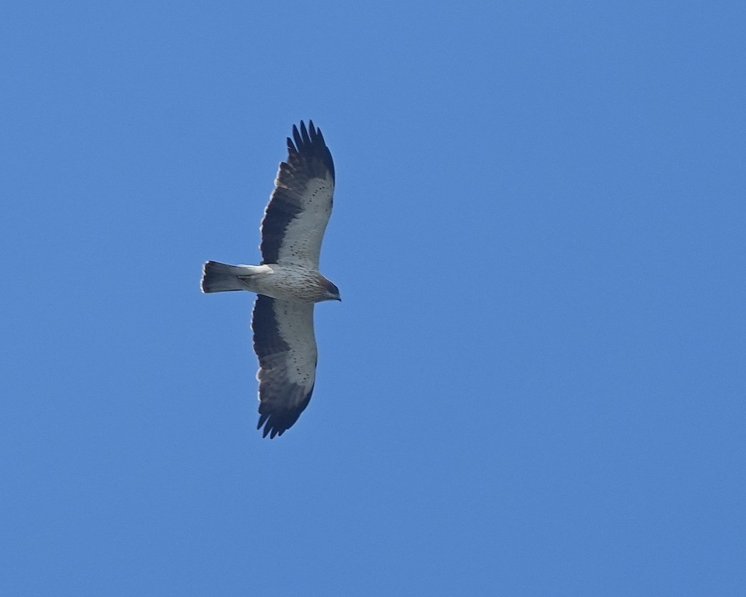 Küçük kartal