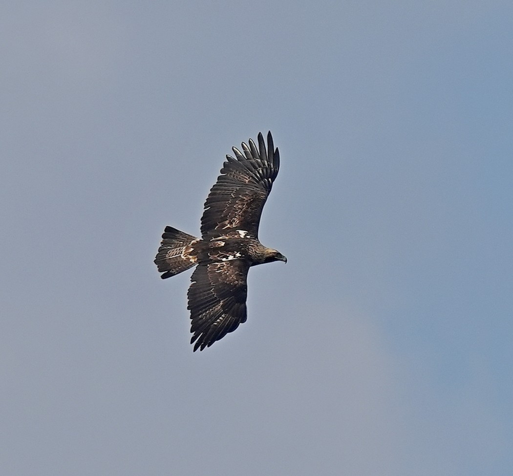 Şah kartal