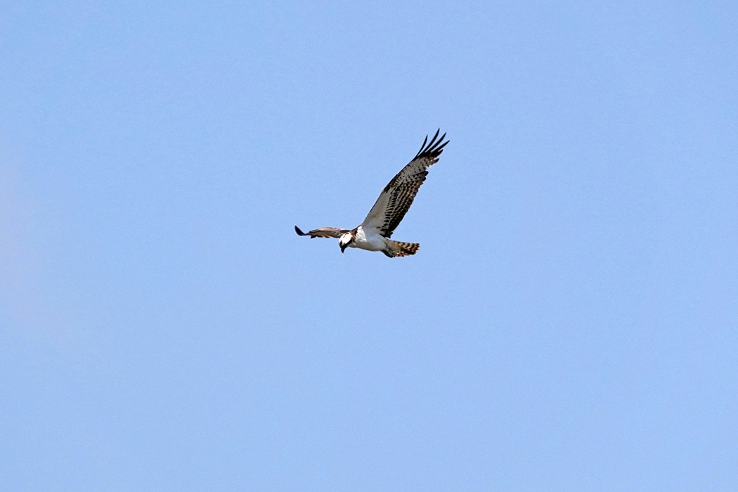 Balık kartalı