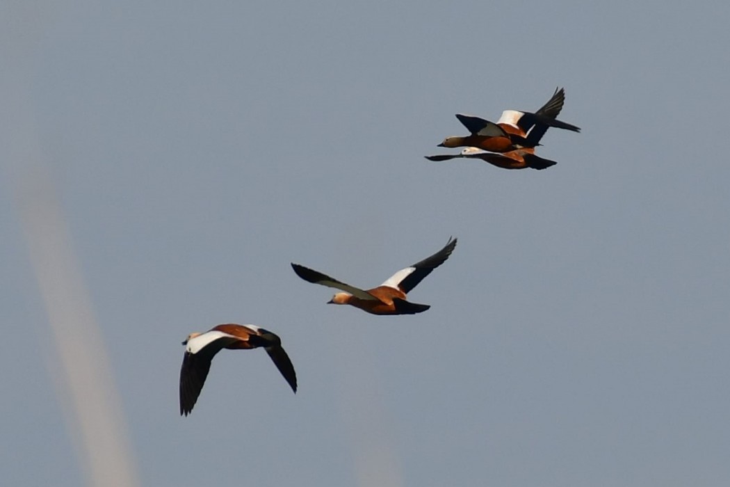 Ruddy Shelduck