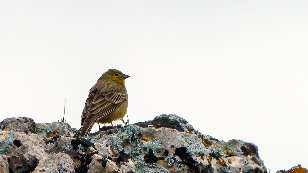 Cinereous Bunting