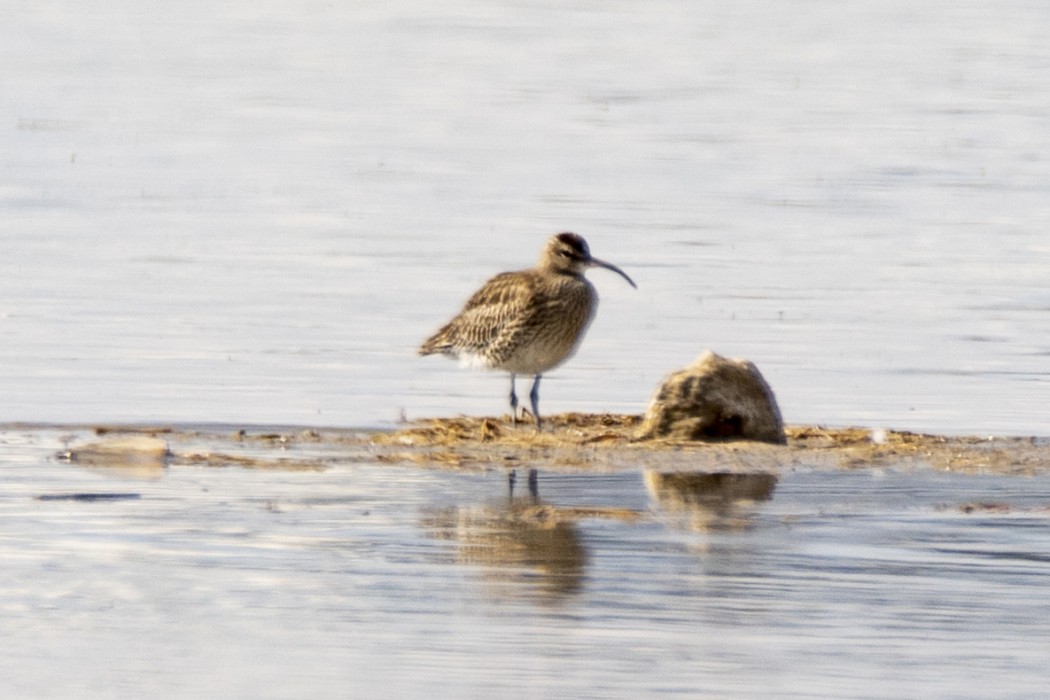Sürmeli kervançulluğu