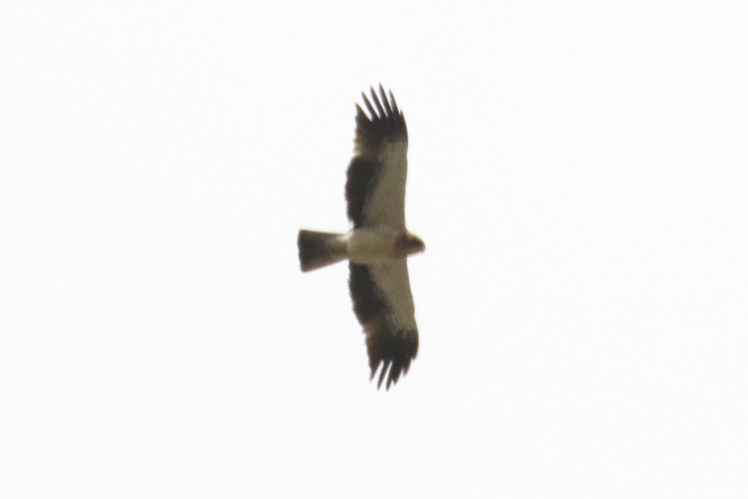 Küçük kartal