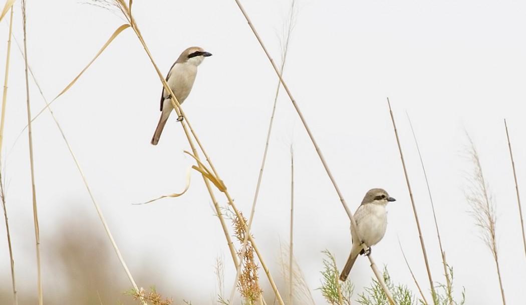 Red-tailed Shrike