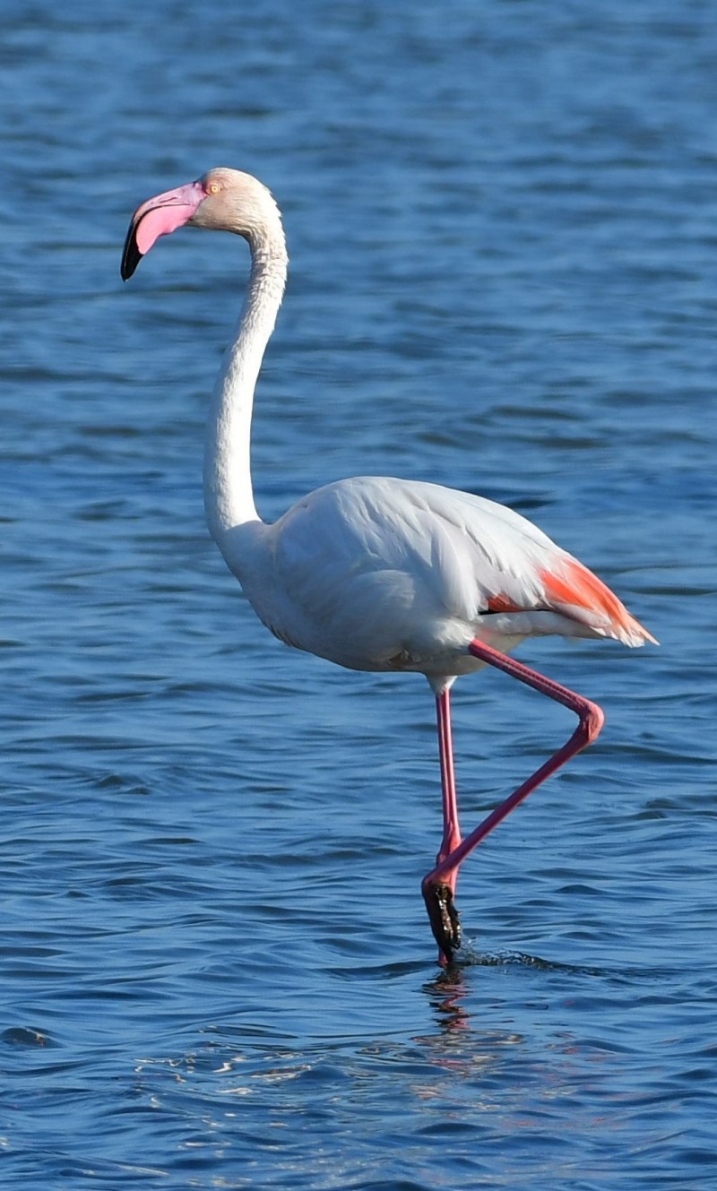 Greater Flamingo