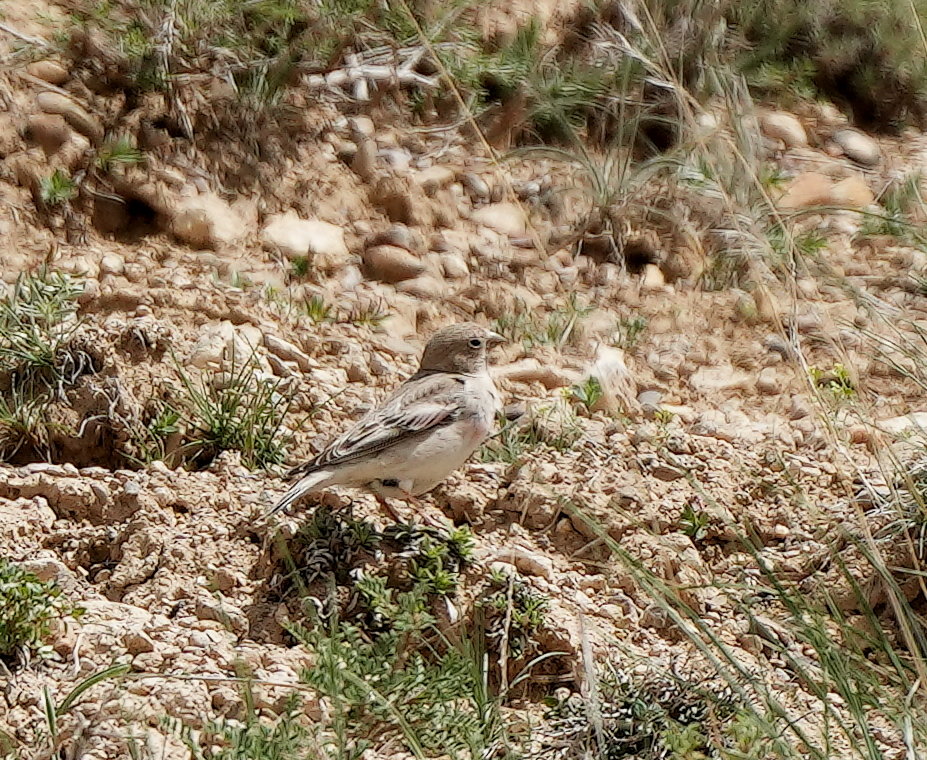 Doğu alameceği