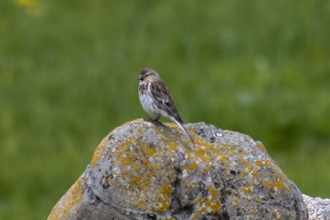 Twite