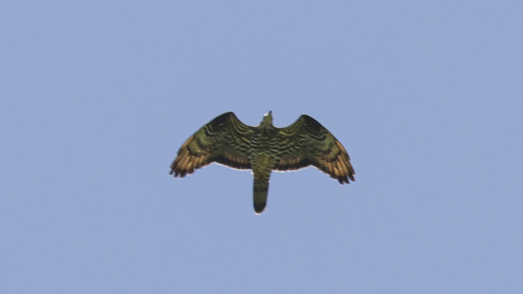 Arı şahini