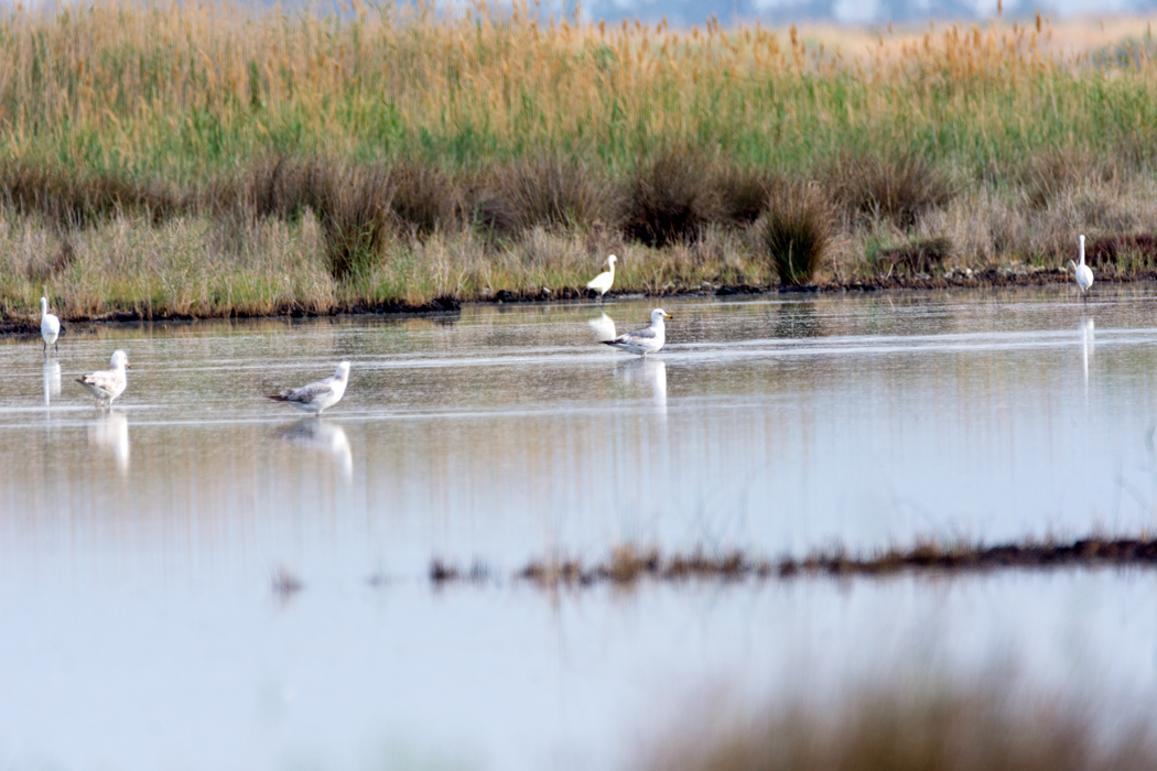 European Herring Gull