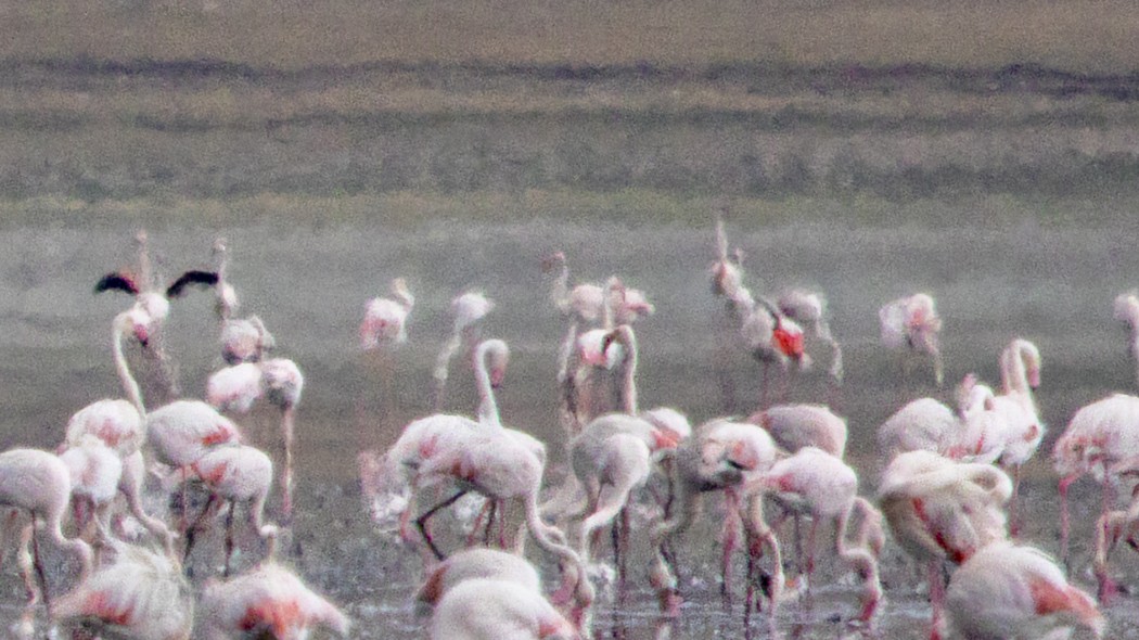 Küçük flamingo