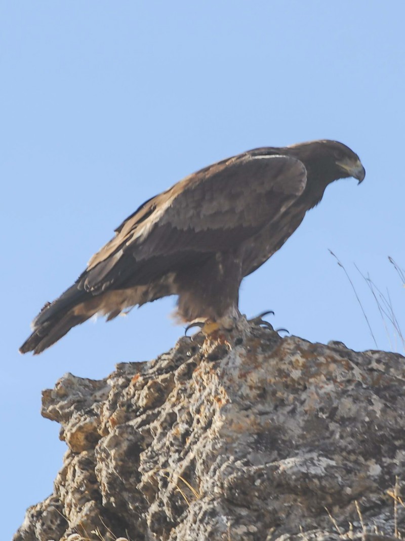 Kaya kartalı