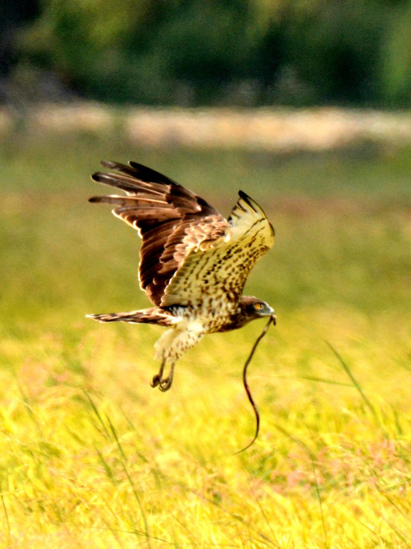 Yılan kartalı