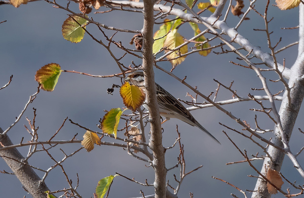 Pine Bunting