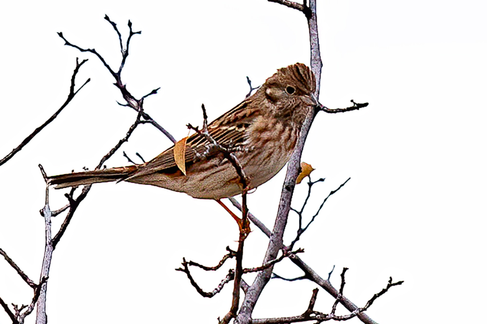 Pine Bunting