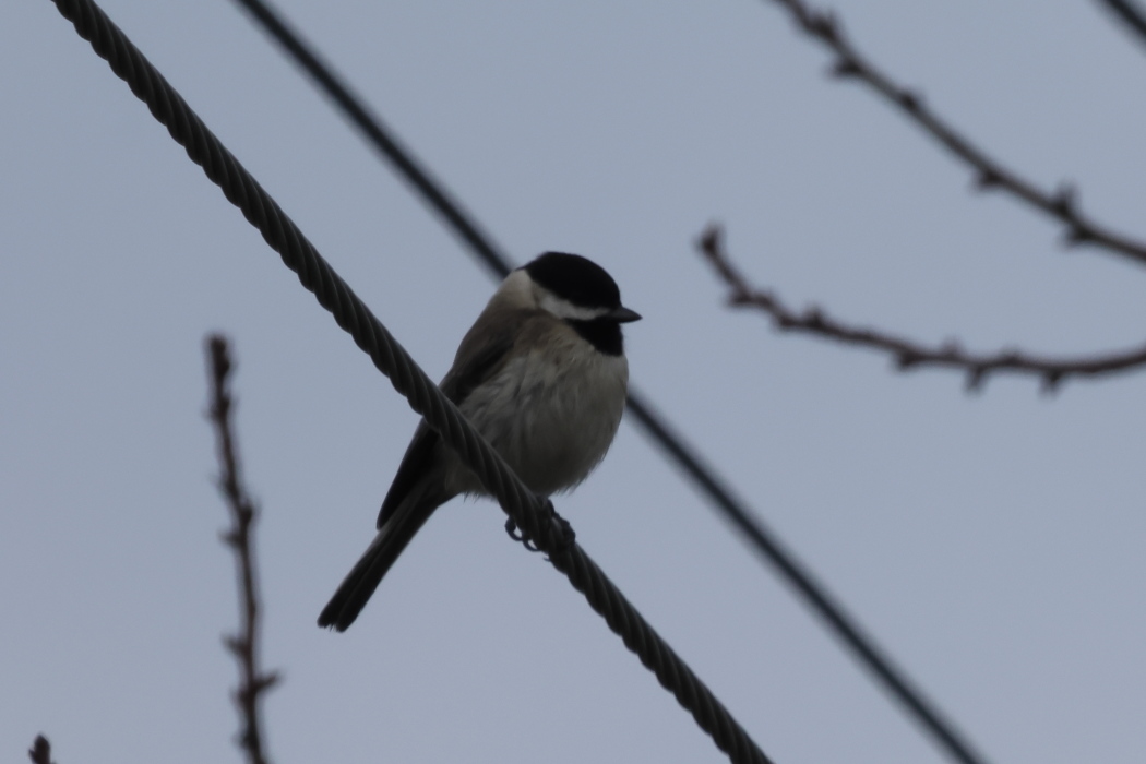Akyanaklı baştankara