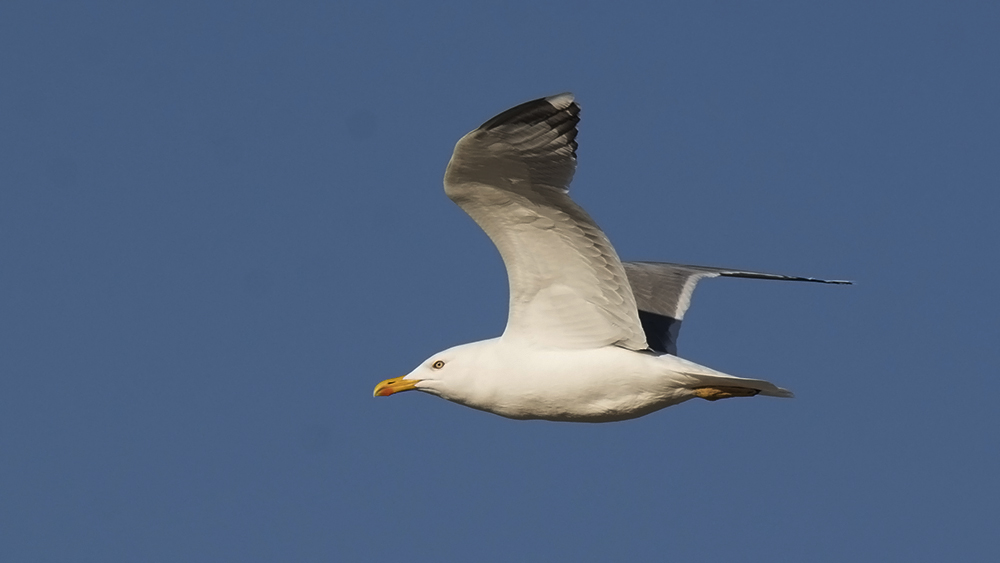 Gümüş martı